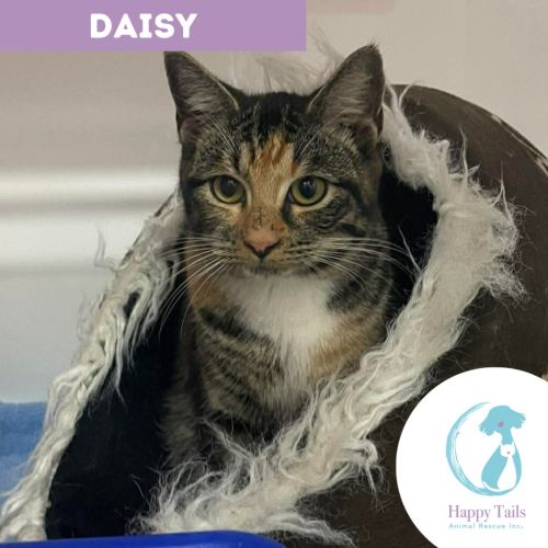 Daisy