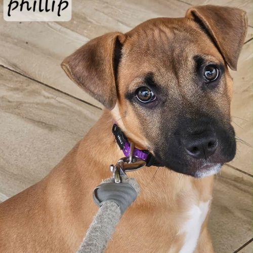 Phillip 