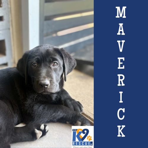 Maverick