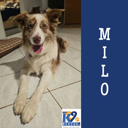 Milo