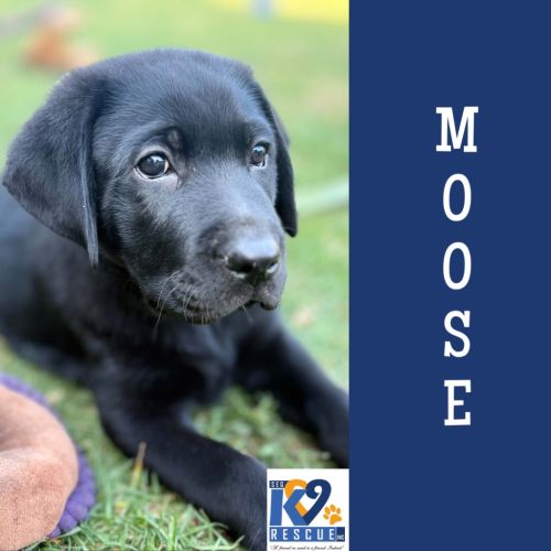Moose