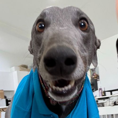 Azzurro The Greyhound