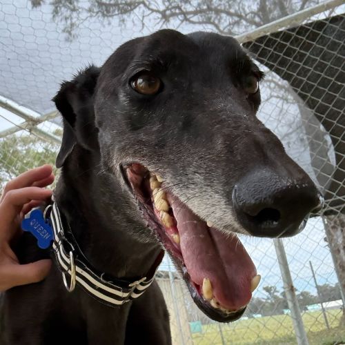 Queen The Greyhound
