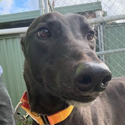 The Flash The Greyhound