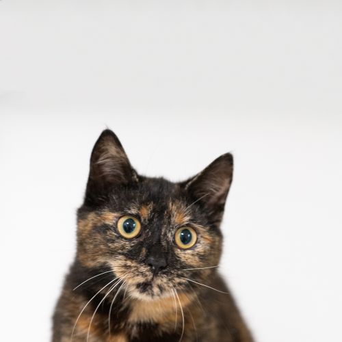 Coco