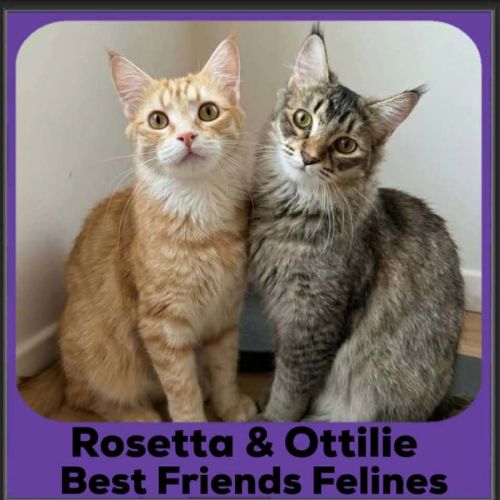 Rosetta and Ottilie 