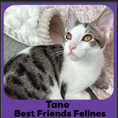 Tane