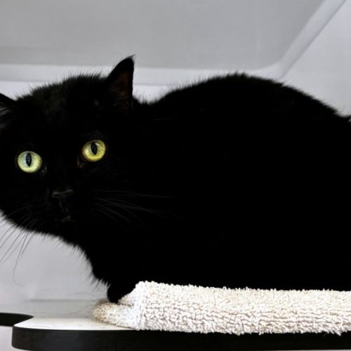 Ellie SUA015485