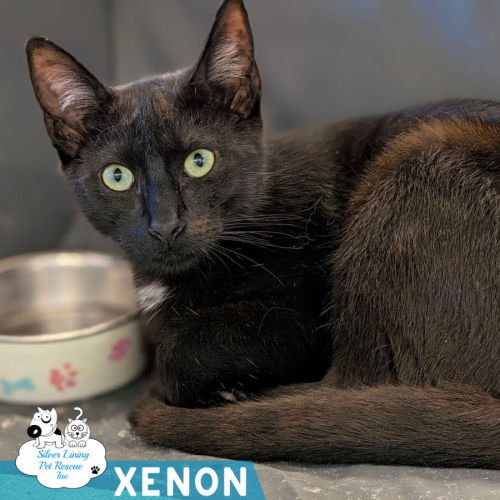 Xenon