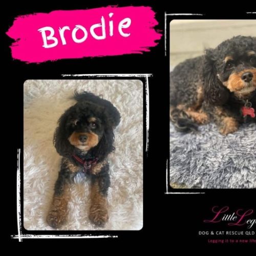 Brodie