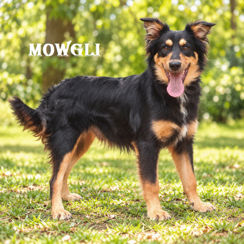 Mowgli
