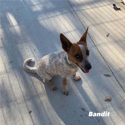 Bandit