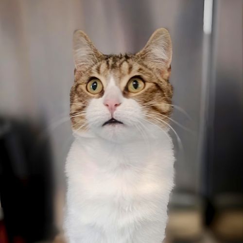 Oreo