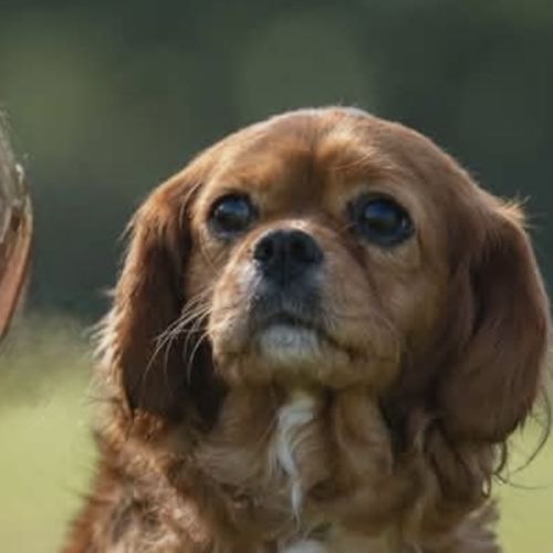 Daisy 