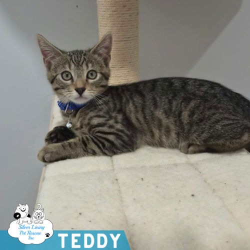 Teddy