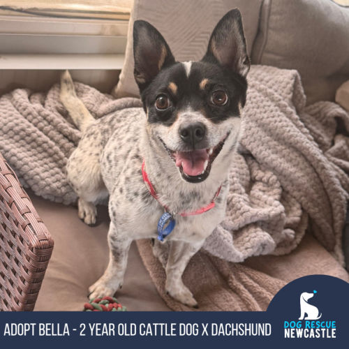 Bella ~ 2yo mini Cattle Dog x mini Dachshund