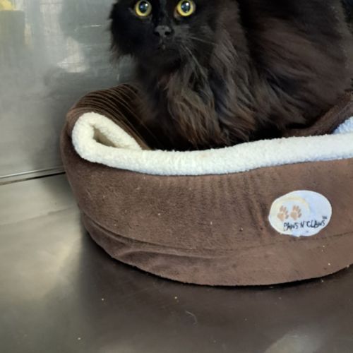 Gizmo