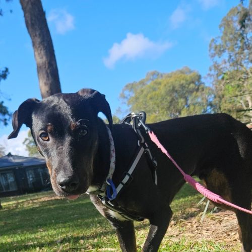 Timmy - 4 Month Old Kelpie X