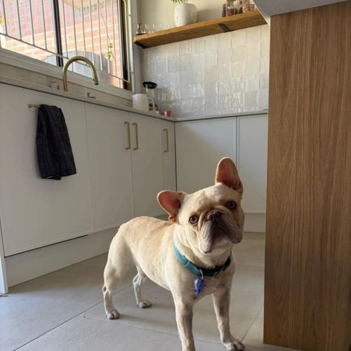 Sultan - 2 Year Old French Bulldog
