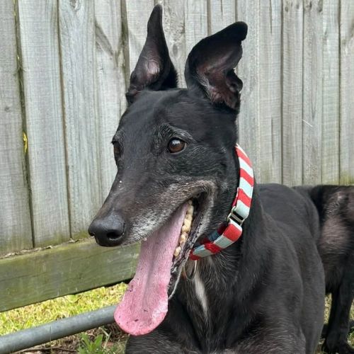 Coby The Greyhound