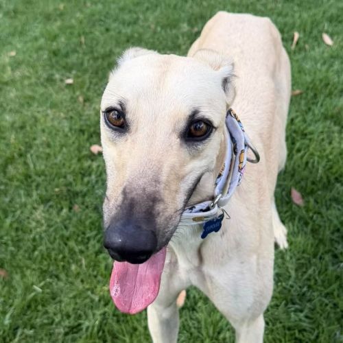 Cupcake The Greyhound