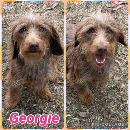 Georgie