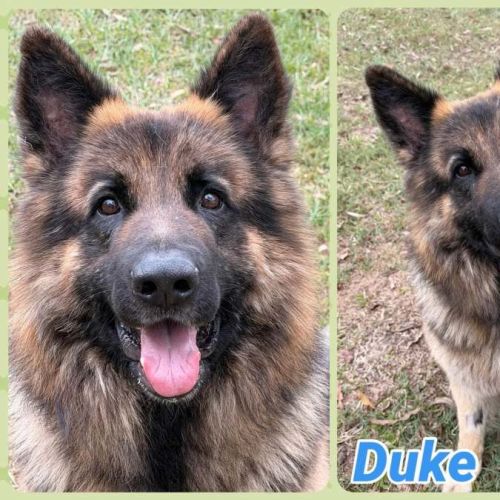 Duke