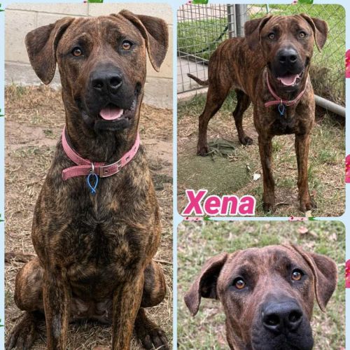 Xena 