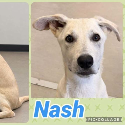 Nash