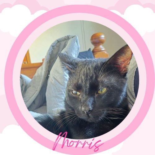 Morris
