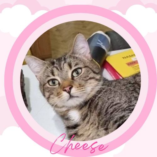 Cheese
