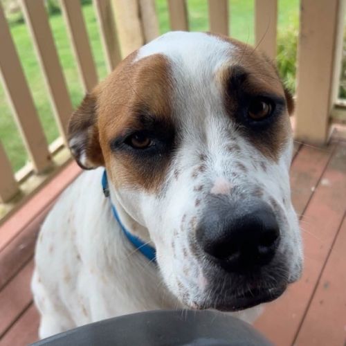 Peppa *$350 Adoption Fee* 