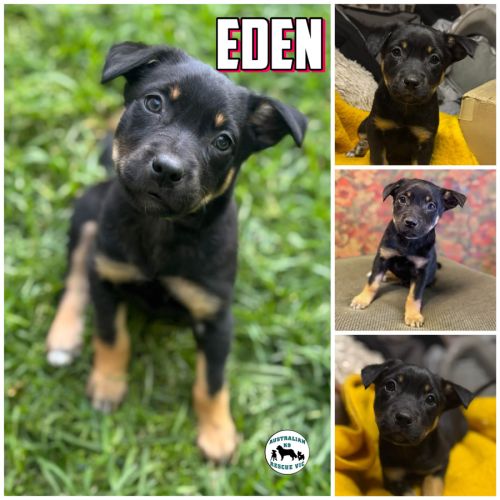 Eden 