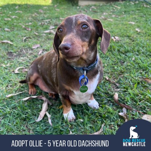 Ollie - 5 Year Old Dachshund