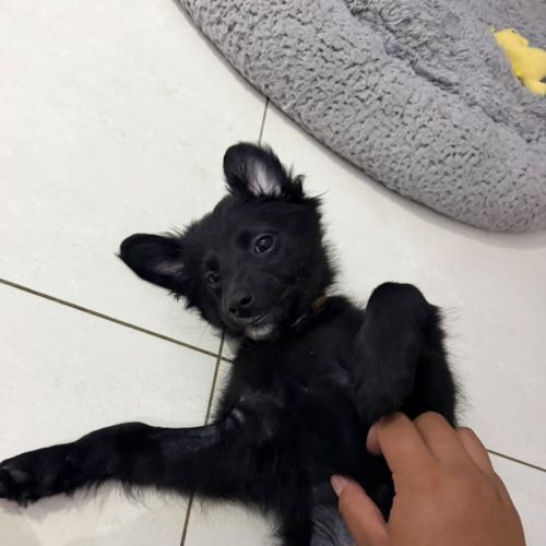 Rascal