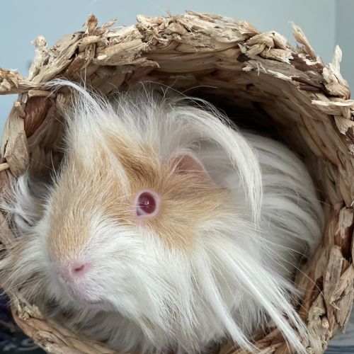 Sparky (bonded To Oreo)