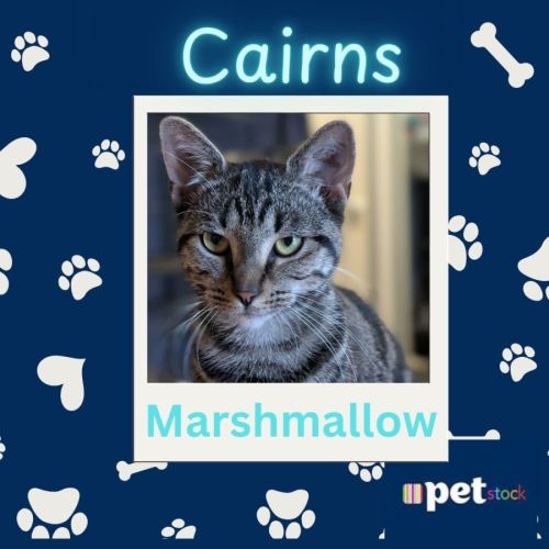 Marshmallow