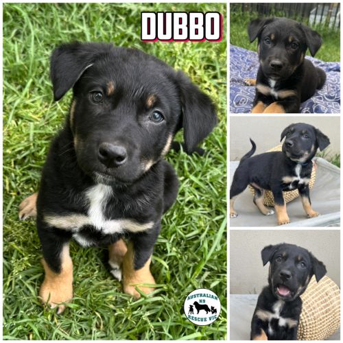 Dubbo 
