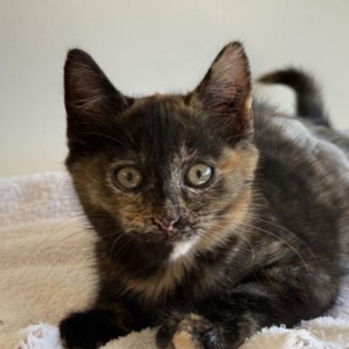 Zena