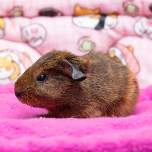 Cinnamon