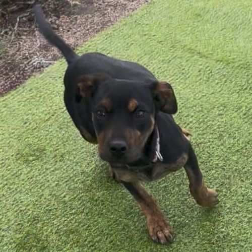 Sarah