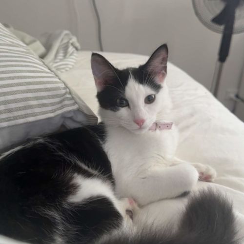 No photo for Luna