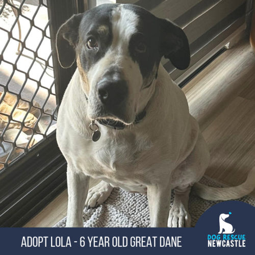 Lola - 6 Year Old Great Dane