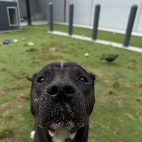 Tux