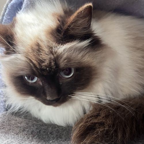 Muffin