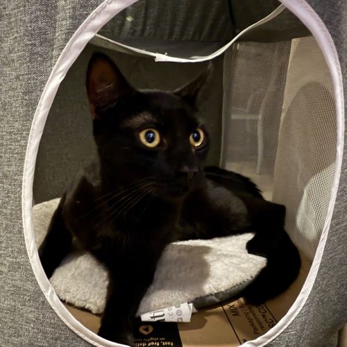 Xerxes