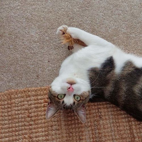 Bub