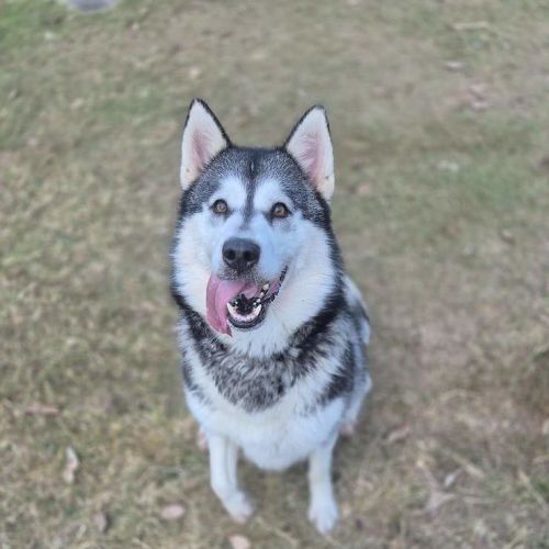 Delilah