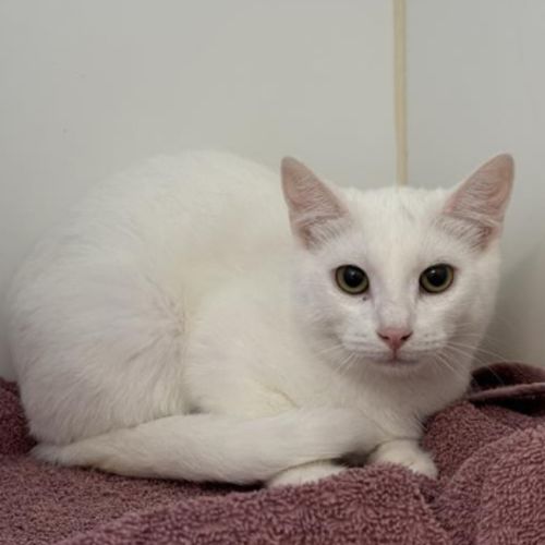 Raki