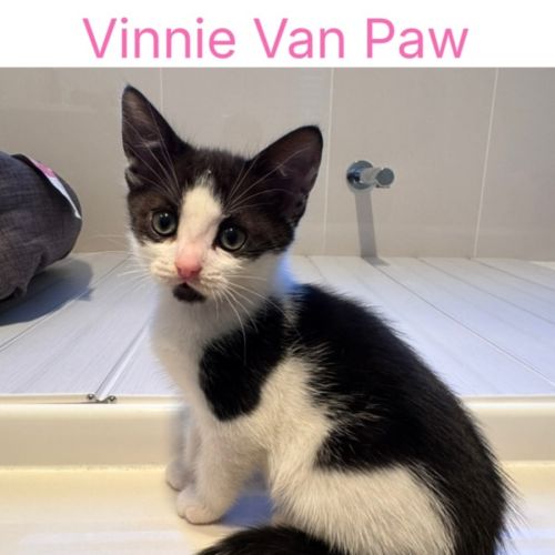 Vinnie Van Paw